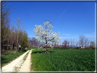 foto Ciliegi in fiore tra i Colli Asolani